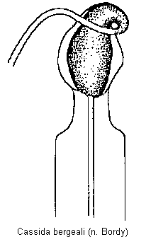 cassida_bergeali.gif