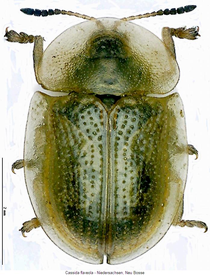 cassida_flaveola_hab.jpg