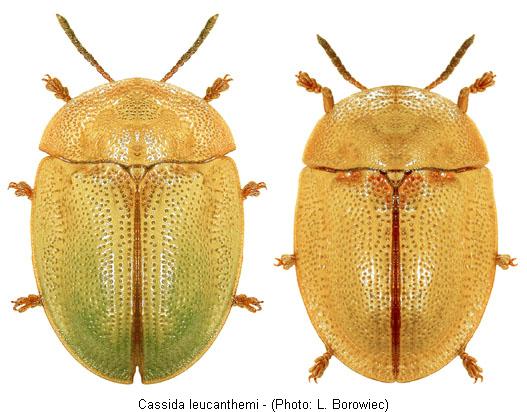 cassida_leucanthemi_hab.jpg