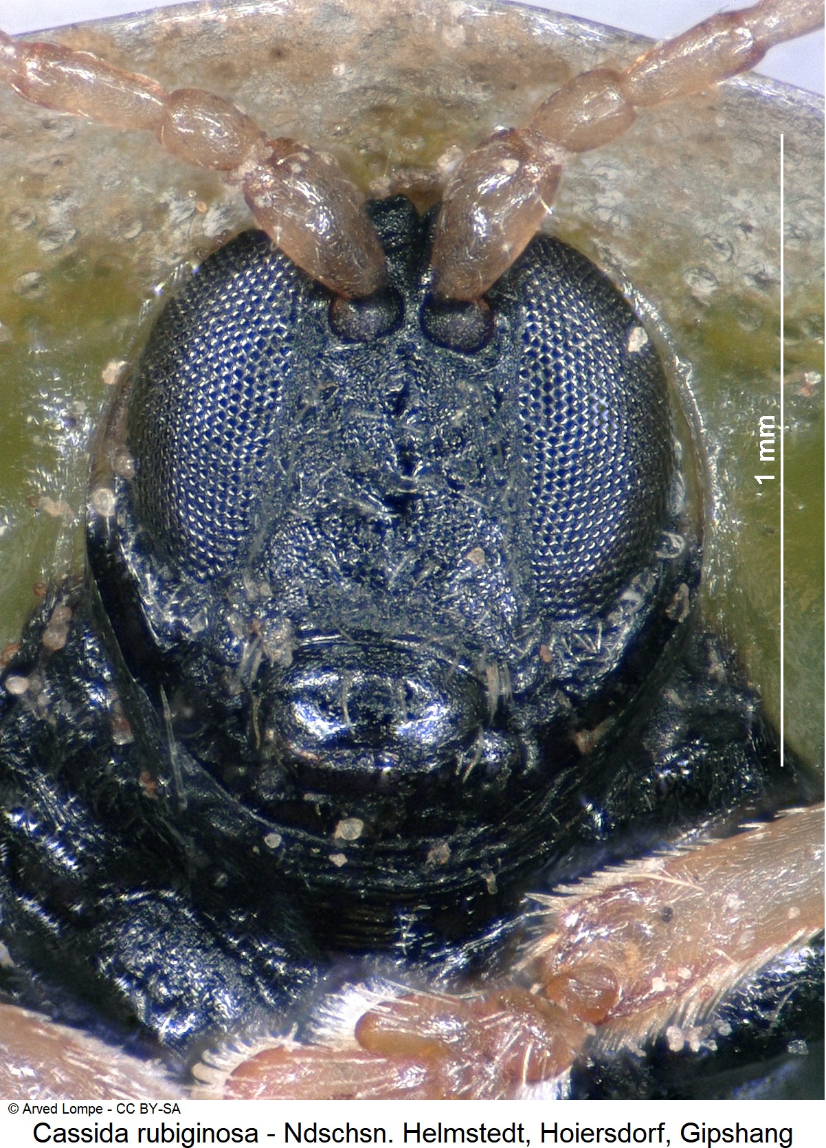 cassida_rubiginosa_k.jpg