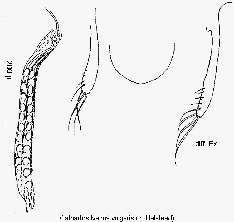 cathartosilvanus_vulgaris.gif