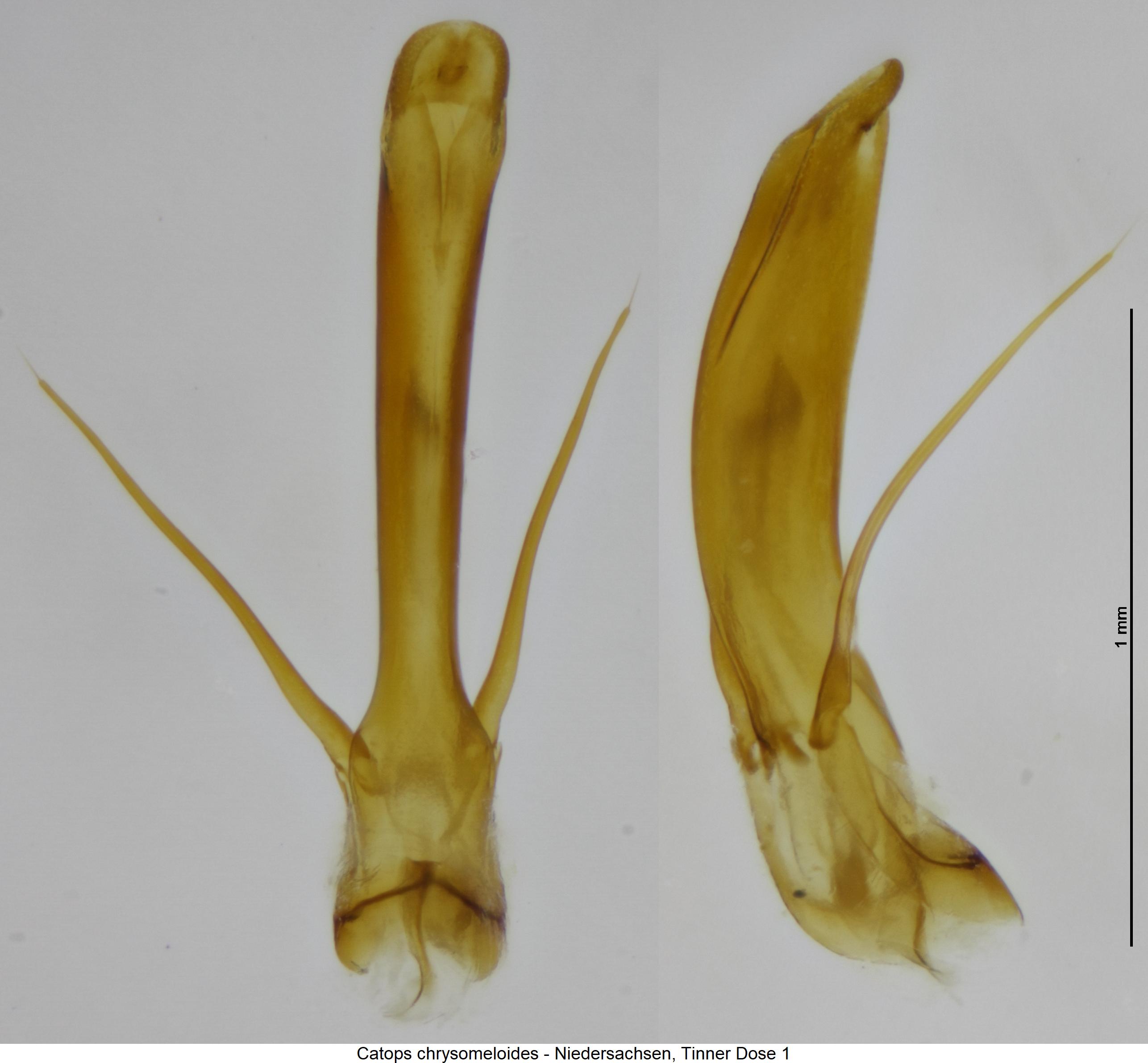 catops_chrysomeloides.jpg
