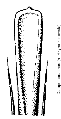 catops_coracinus.gif