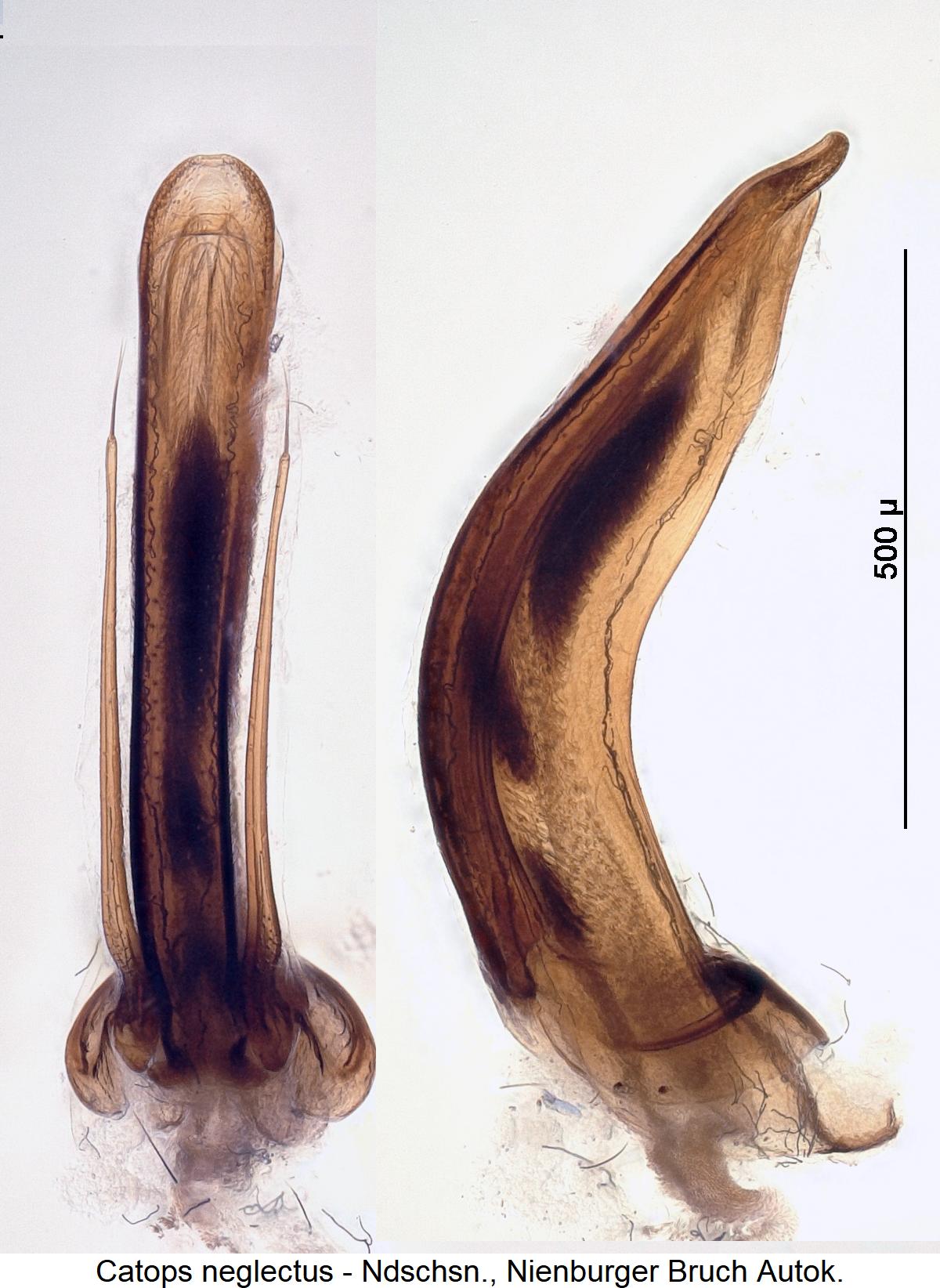 catops_neglectus.jpg