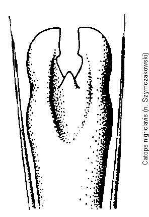 catops_nigriclavis.gif