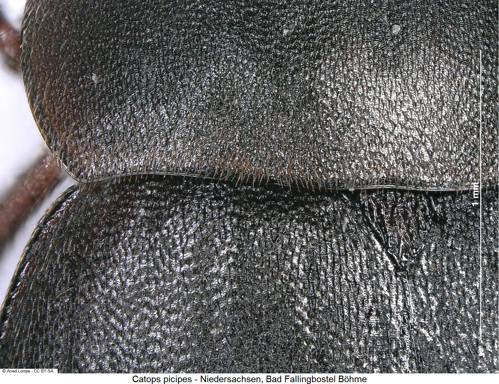 catops_picipes_$29690991_hsch.jpg