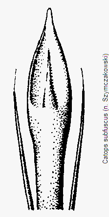 catops_subfuscus.gif