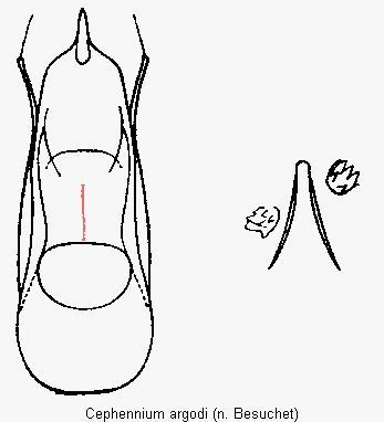 cephennium_argodi.gif