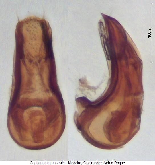 cephennium_australe1.jpg