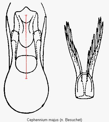 cephennium_majus.gif