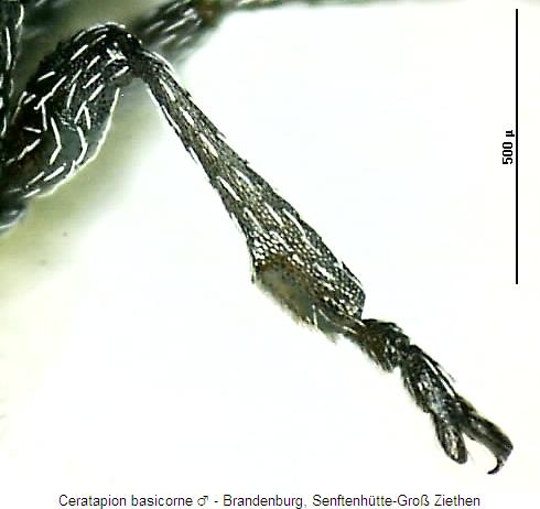 ceratapion_basicorne_vschn.jpg