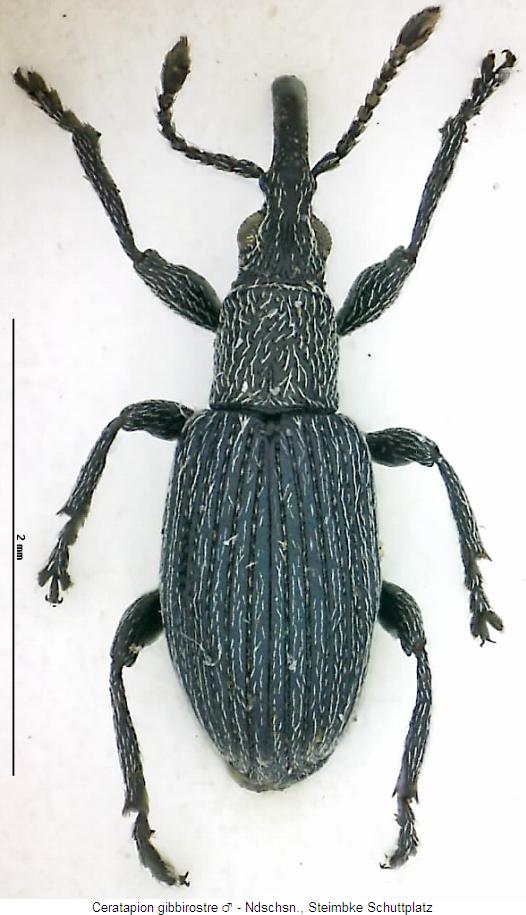 ceratapion_gibbirostre_hab.jpg