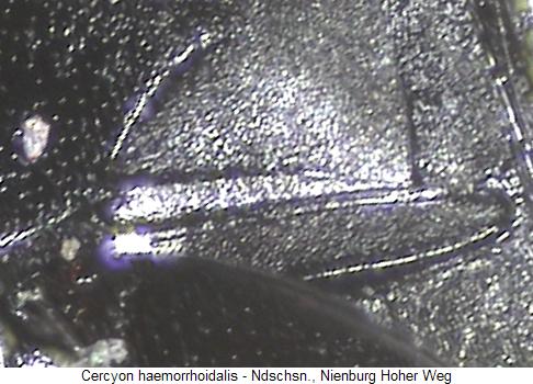 cercyon_haemorrhoidalis_us.jpg