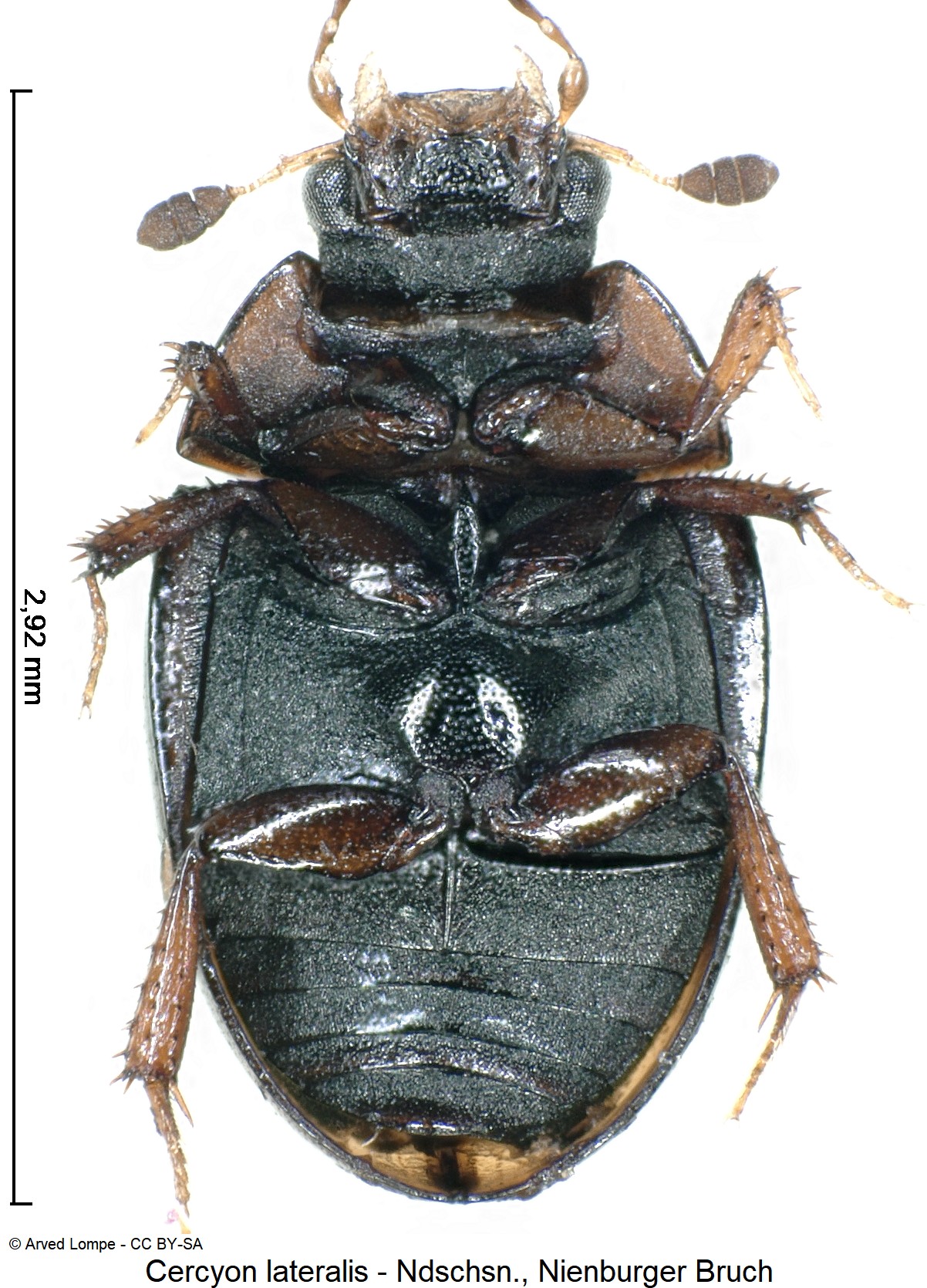 cercyon_lateralis_ck35950343_us.jpg