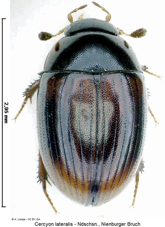 cercyon_lateralis_hab.jpg