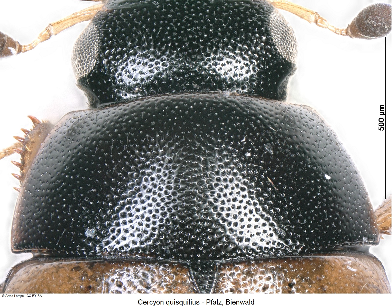 cercyon_quisquilius_ck23884_hsch.jpg