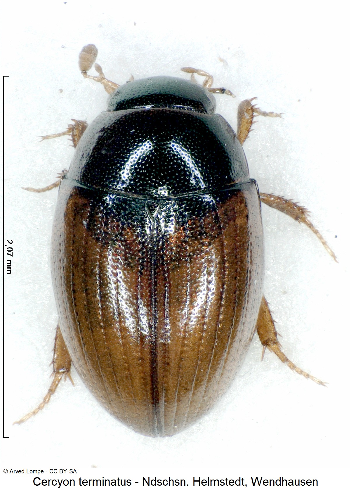cercyon_terminatus_ck30828801_hab.jpg