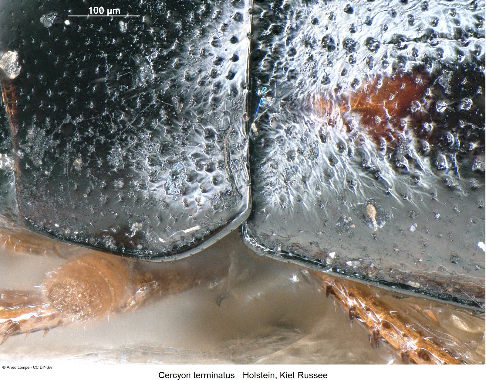 cercyon_terminatus_ck3181_hum.jpg
