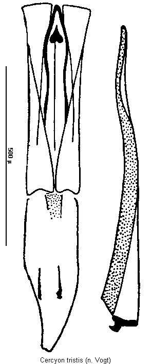 cercyon_tristis.gif
