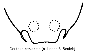 ceritaxa_pervagata_ter.gif