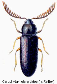 cerophytum_elateroides_rtt.gif