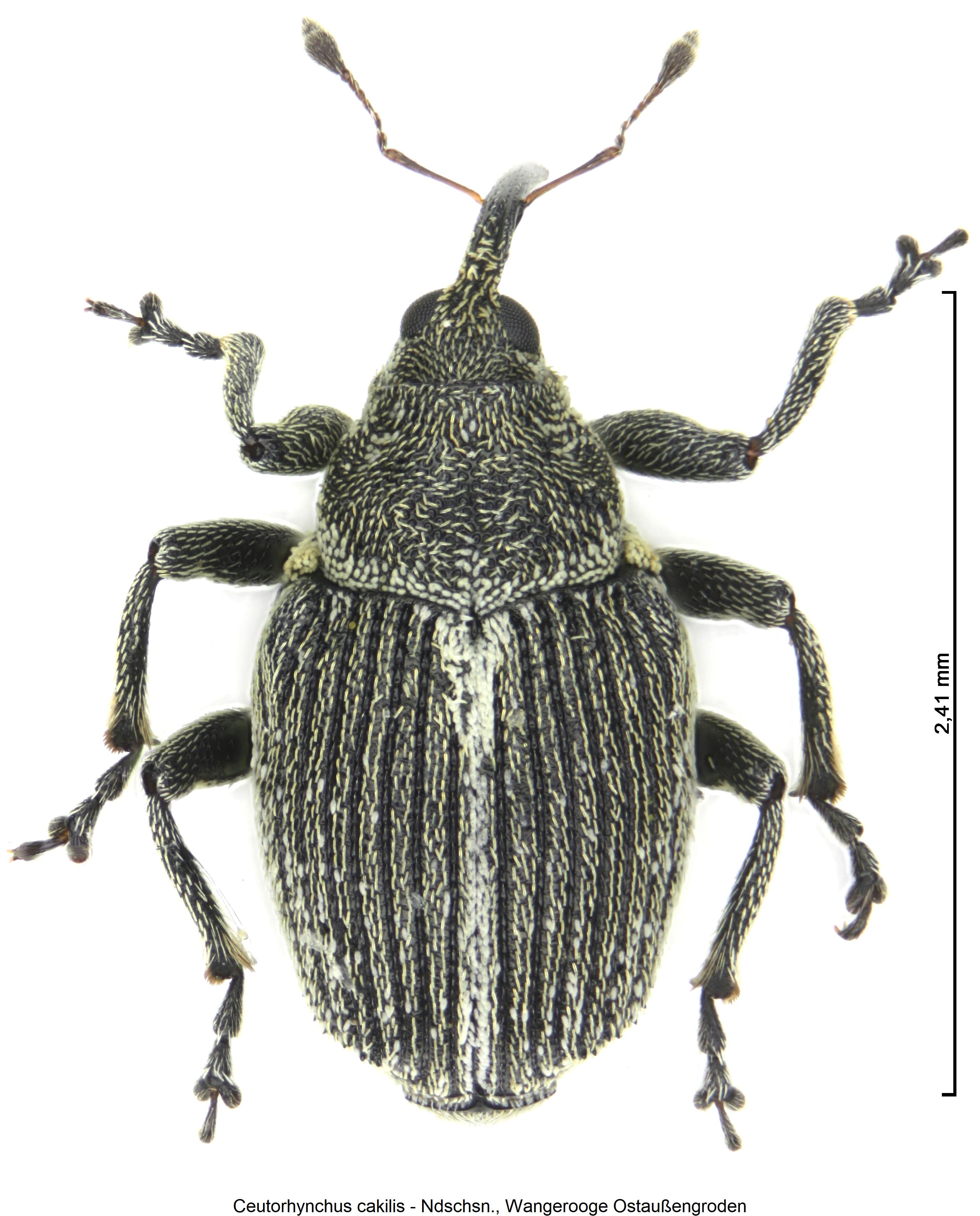 ceutorhynchus_cakilis_hab.jpg