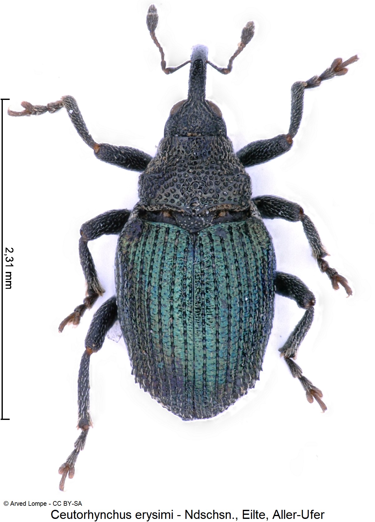 ceutorhynchus_erysimi_ck37166793_hab.jpg