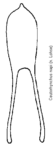 ceutorhynchus_napi.gif