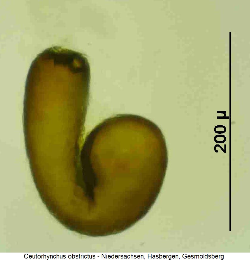 ceutorhynchus_obstrictus_sperm.jpg
