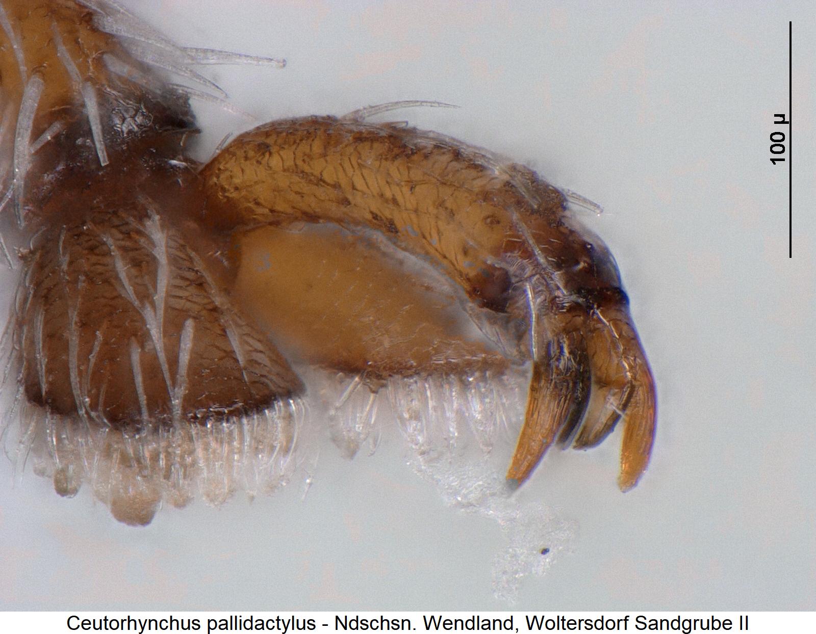 ceutorhynchus_pallidactylus_htr.jpg