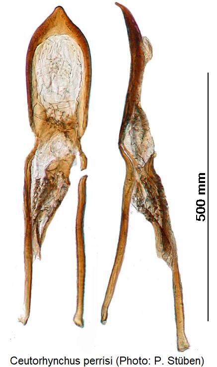 ceutorhynchus_perrisi.jpg