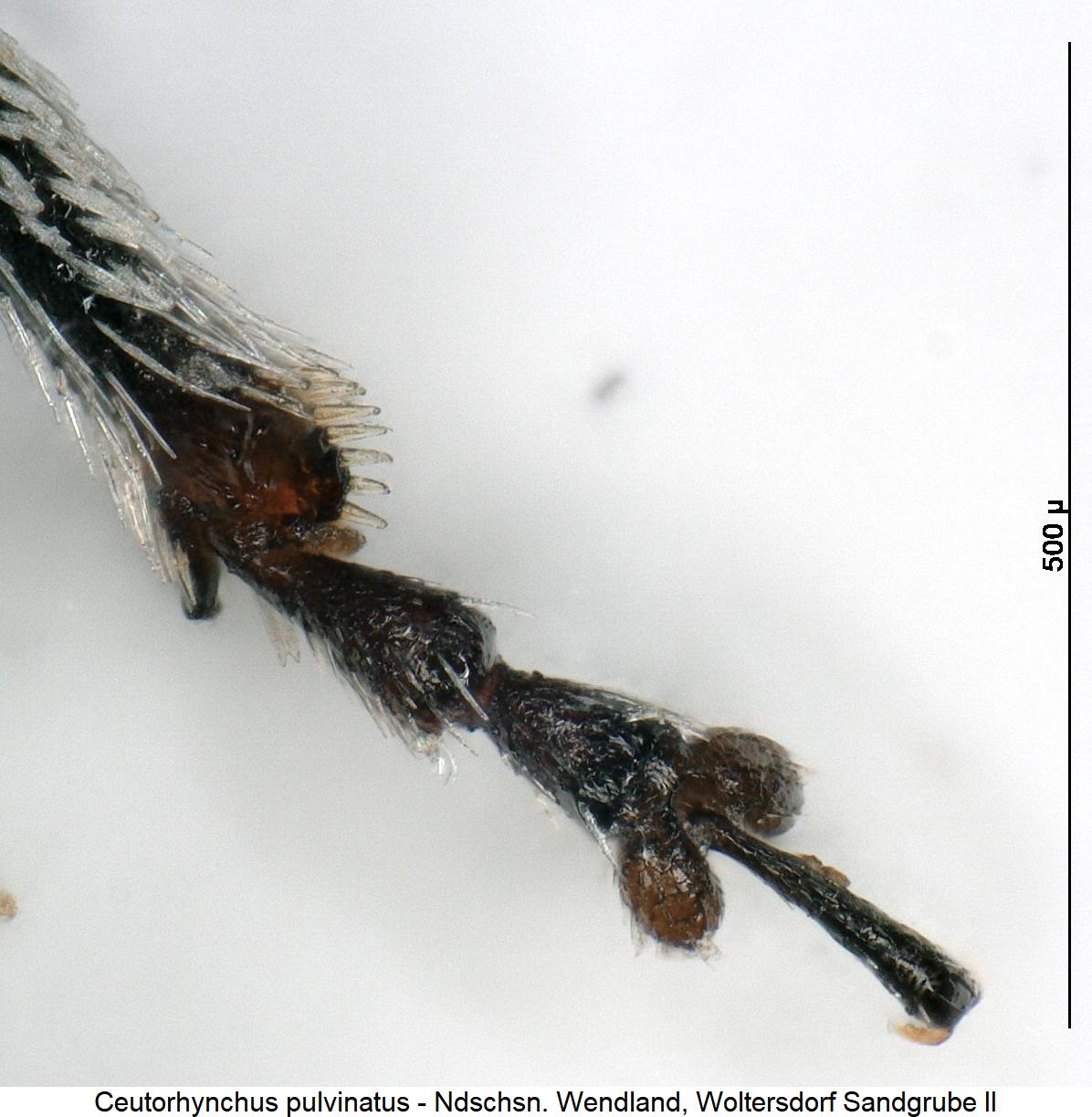 ceutorhynchus_pulvinatus_mtr.jpg