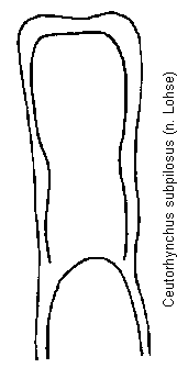 ceutorhynchus_subpilosus.gif