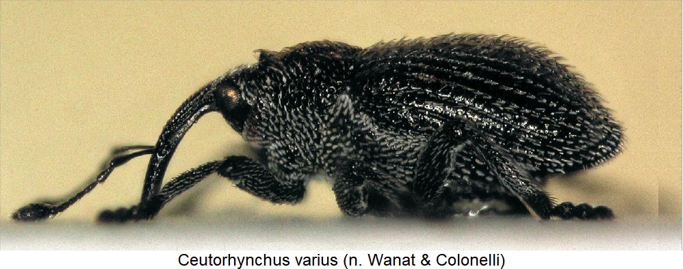 ceutorhynchus_varius_sa.jpg