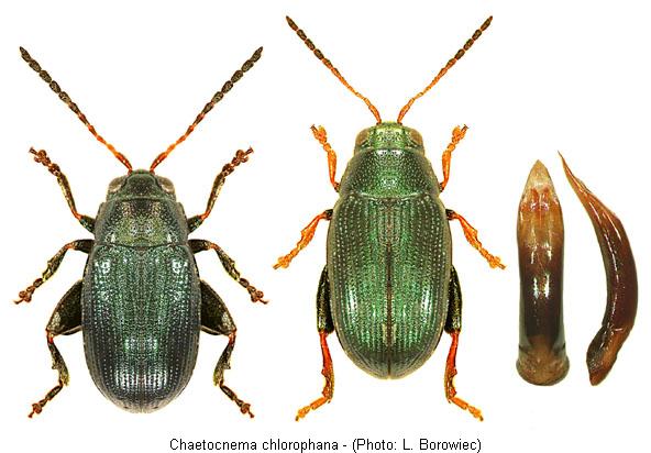 chaetocnema_chlorophana.jpg