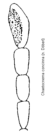 chaetocnema_concinna_f.gif