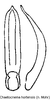 chaetocnema_hortensis.gif