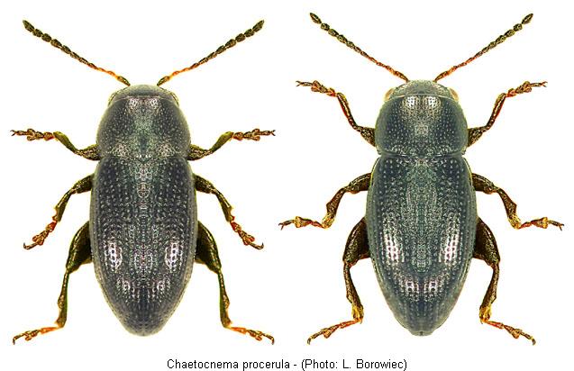 chaetocnema_procerula.jpg