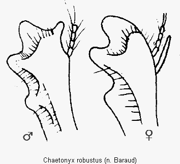 chaetonyx_robustus_vschn.gif