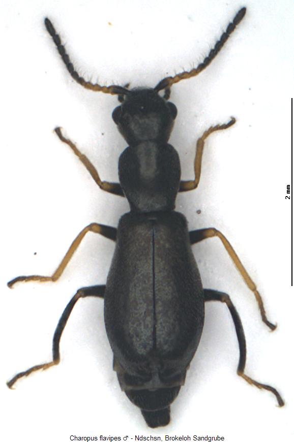 charopus_flavipes_m_hab.jpg