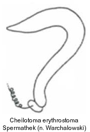 cheilotoma_erythrostoma_spt.jpg