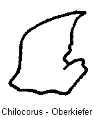 chilocorus_okf.gif