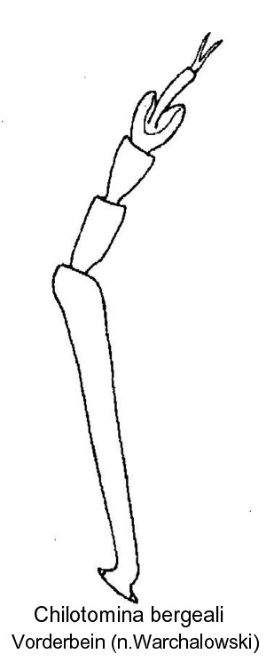 chilotomina_bergeali_vb.jpg