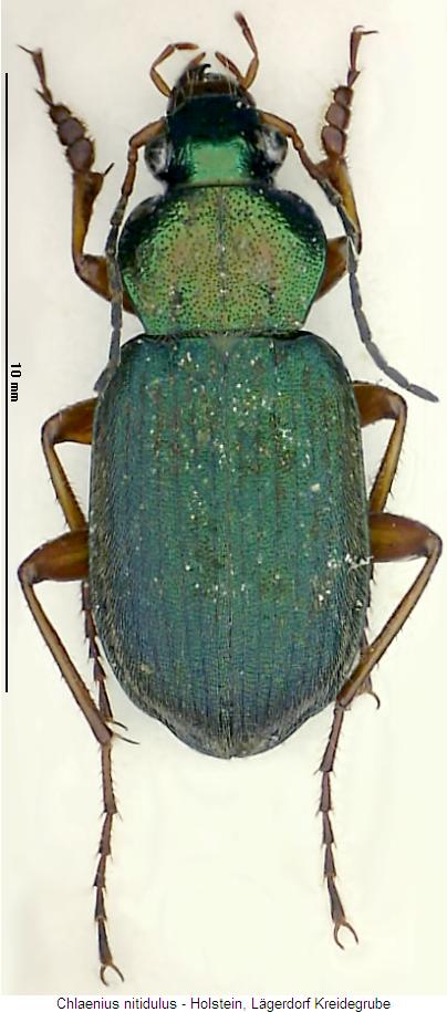 chlaenius_nitidulus_hab.jpg