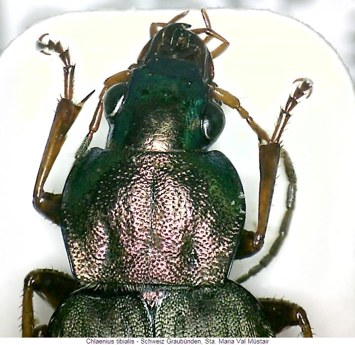 chlaenius_tibialis_vk.jpg