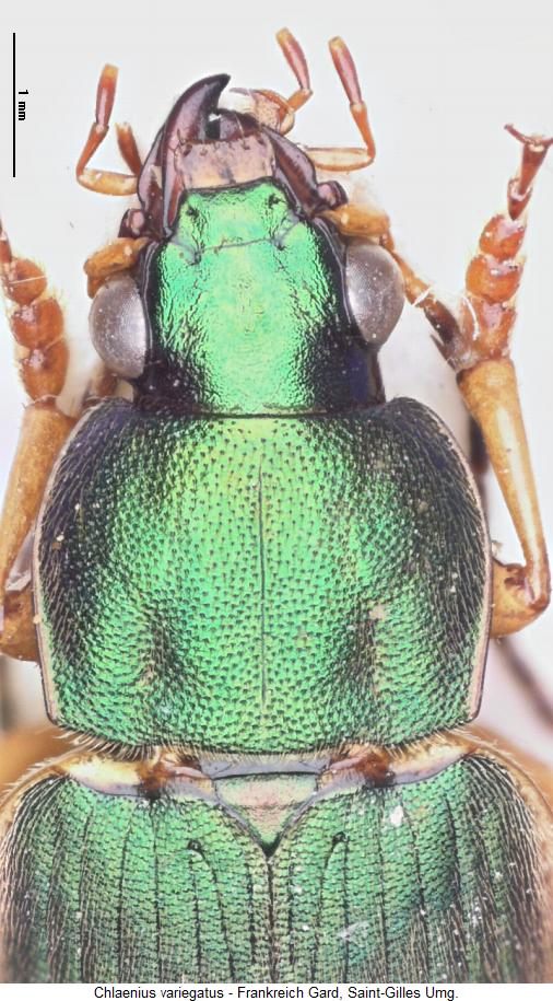 chlaenius_variegatus_vk.jpg