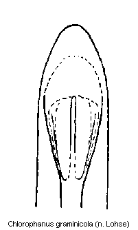 chlorophanus_graminicola.gif