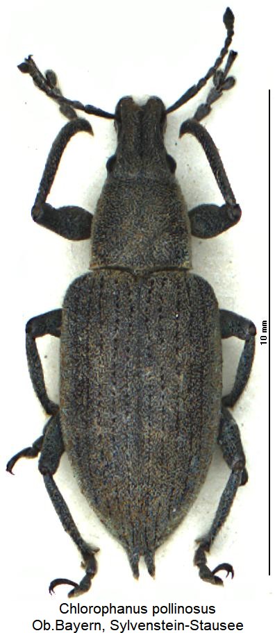 chlorophanus_pollinosus_hab.jpg