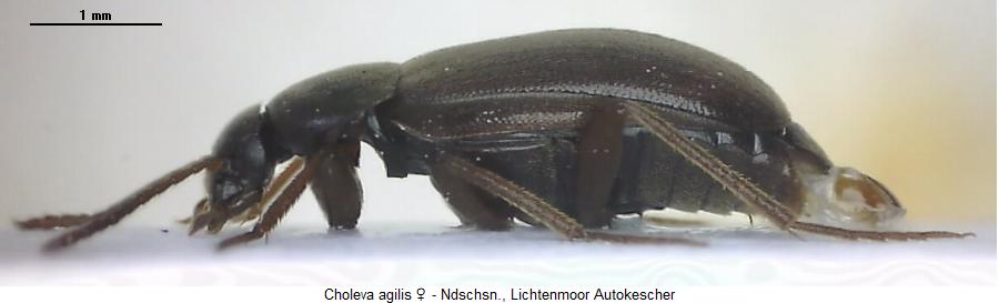 choleva_agilis_sa.jpg