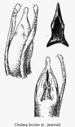 choleva_bicolor.gif
